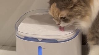 プラスアクア2-猫