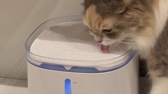 プラスアクア2-猫