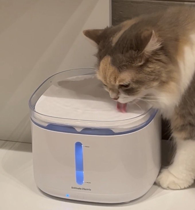 プラスアクア2-猫