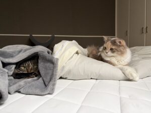 ハラミとちまき