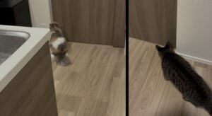 ハラミとちまき