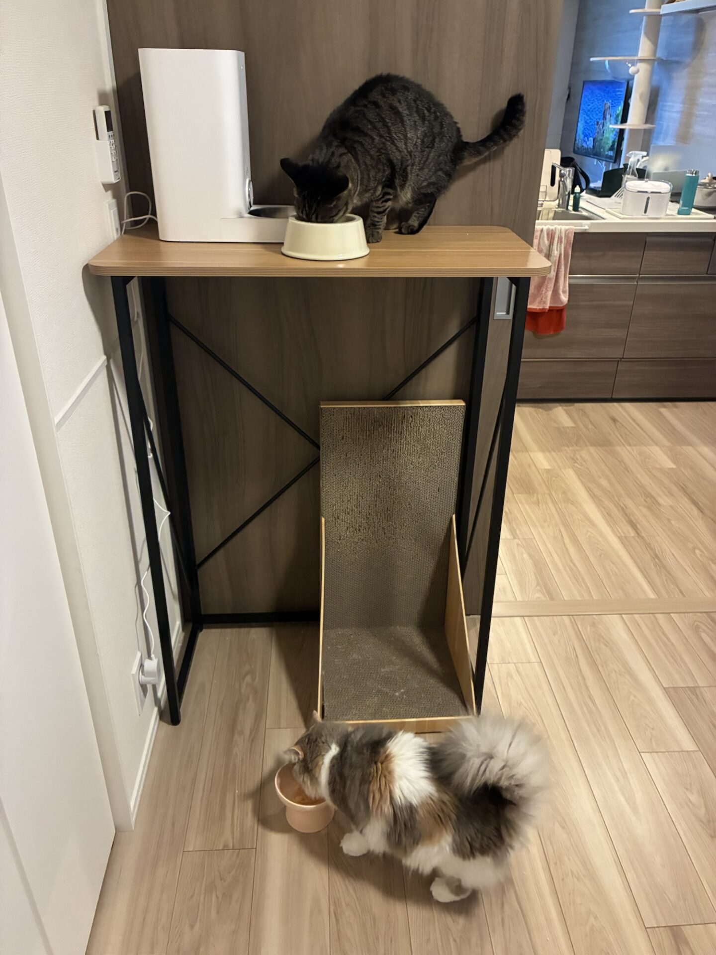 猫 多頭飼い