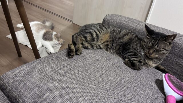ちまきとハラミ