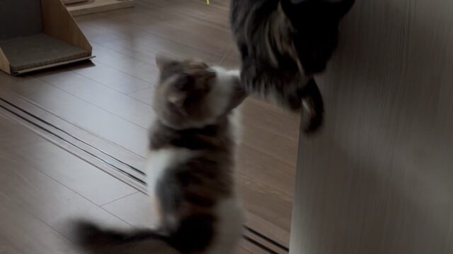 猫 仲良し