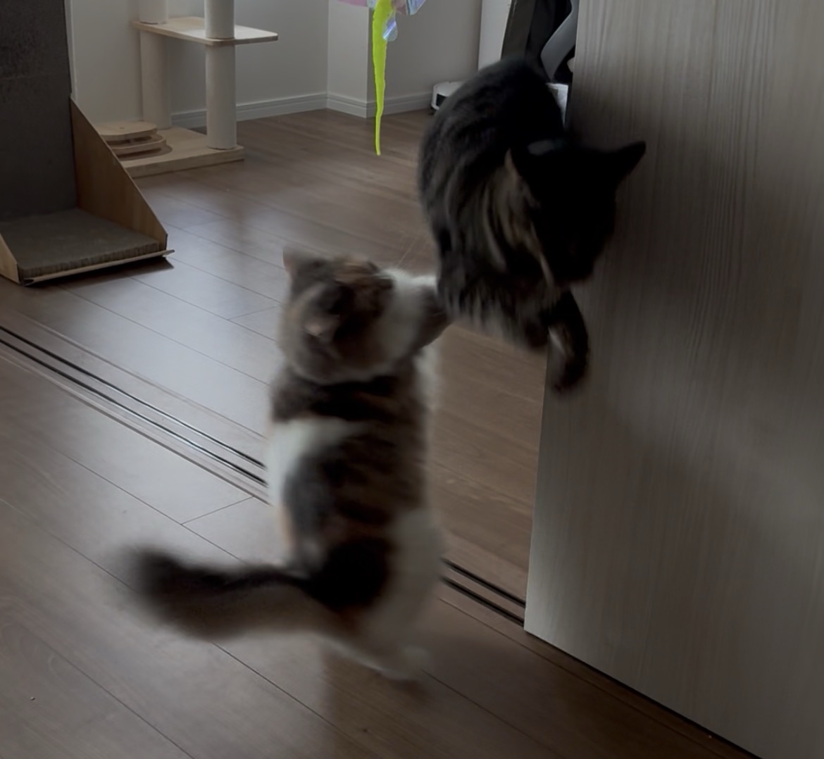 猫 仲良し