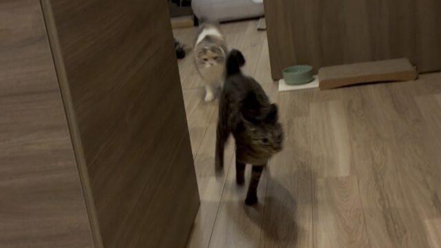 猫 追いかけっこ